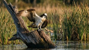Wetland Osprey Preening