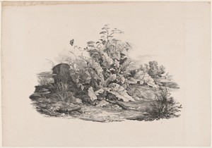 Wetland Plants