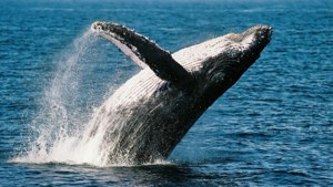 Whale Breach Splash