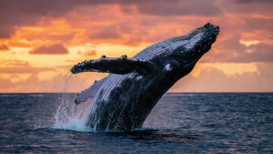 Whale Breaching at Sunset