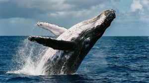 Whale Breaching Tonga