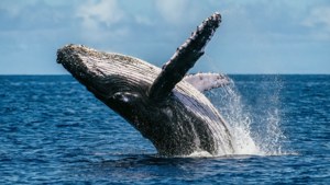 Whale Breaching Vava'u