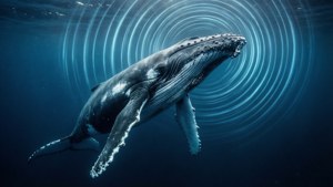 Whale Song Visualization