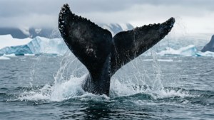 Whale Tail Breach
