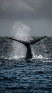 Whale Tail Breach