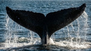 Whale Tail Splash