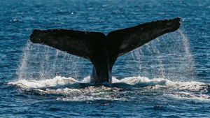 Whale Wake