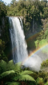 Whangarei Falls Majesty