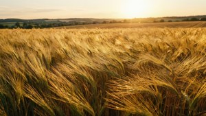 Wheat at Sunset