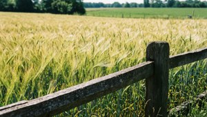 Wheat Field Fence
