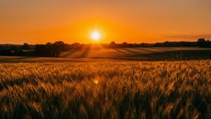 Wheat Field Sunset