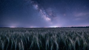 Wheat Field Under Stars