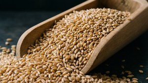 Wheat Grains Scoop