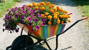 Wheelbarrow of Blooms