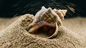 Whelk Burst