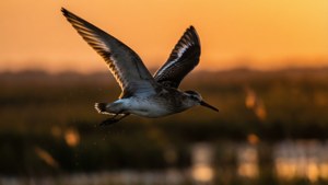 Whimbrel at Sunset Flight
