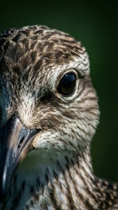Whimbrel Close-Up Portrait