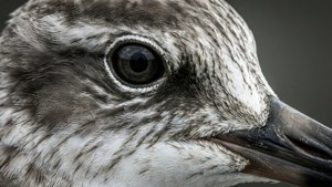 Whimbrel Macro Details