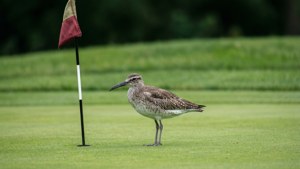 Whimbrel on the Green
