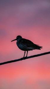 Whimbrel Twilight