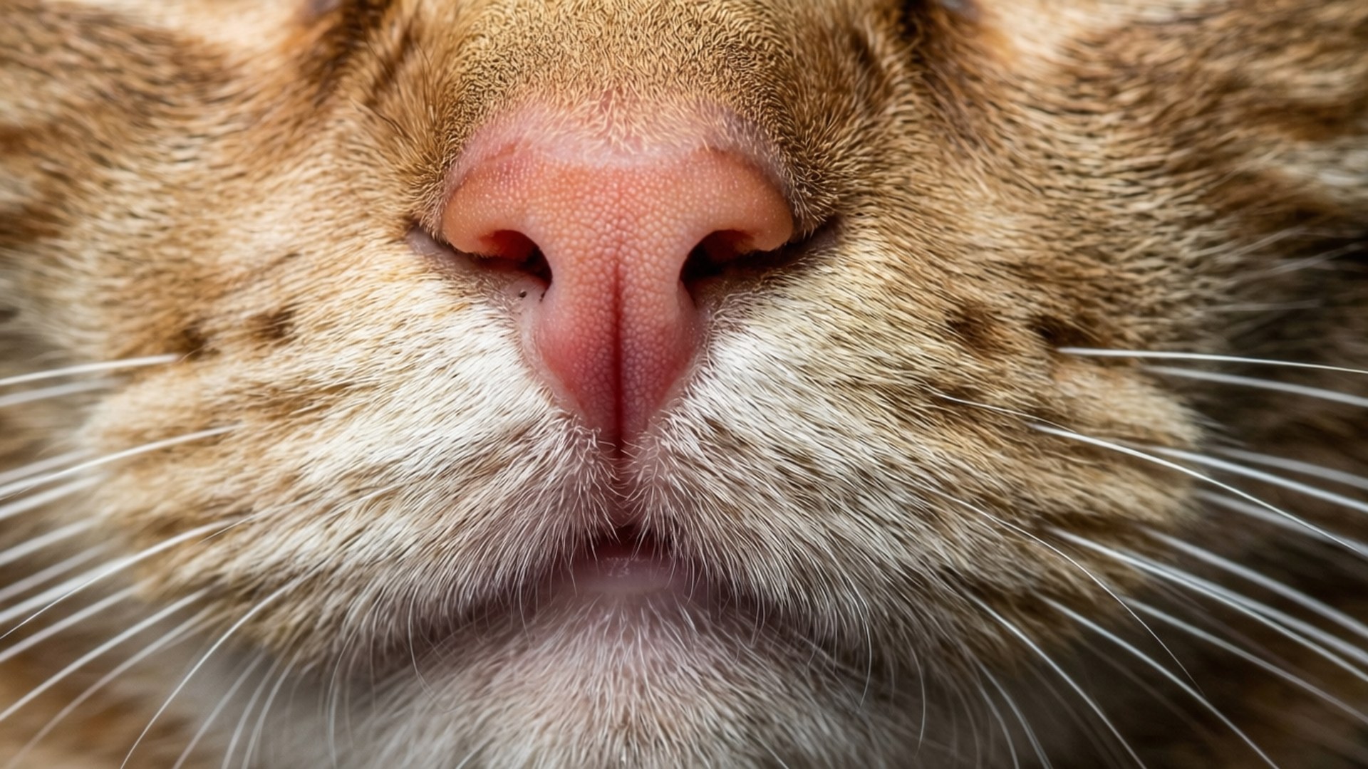 Whisker Closeup by Wallpapers.art Studio