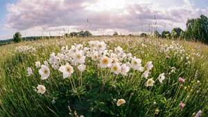 White Anemone Meadow