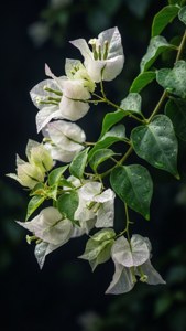 White Bougainvillea Dew