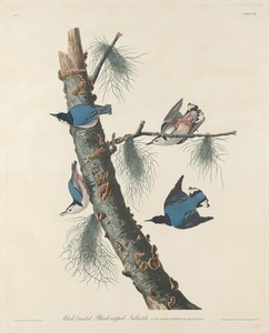 White-breasted Black-capped Nuthatch
