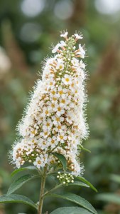 White Butterfly Bush Elegance