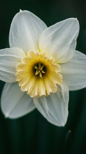 White Daffodil Close-Up