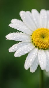 White Daisy Dew
