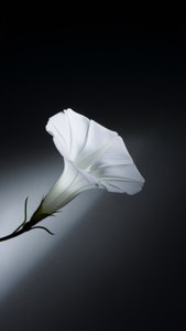 White Elegance Morning Glory