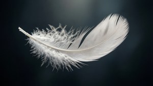 White Feather Floating