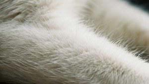 White Fur Macro