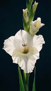 White Gladiolus Elegance