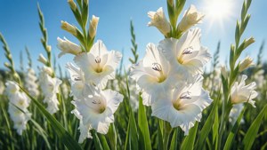 White Gladiolus Field