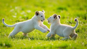 White Lion Cubs Playing