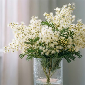 White Mimosa Stillness