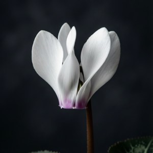 White on Dark Cyclamen