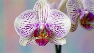 White Orchid Spots Macro