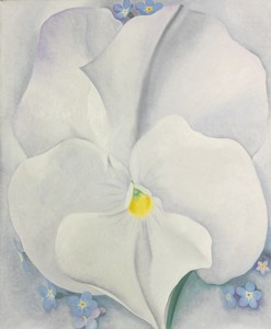 White Pansy