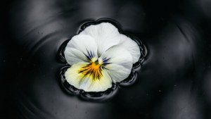 White Pansy Floating