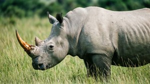 White Rhino in the Wild