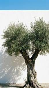 White Wall Olive