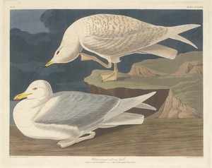 White-winged Silvery Gull