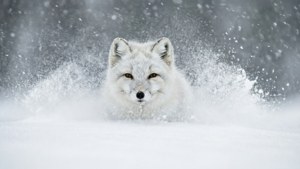 Whiteout