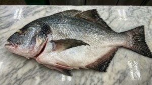 Whole Halibut Fishmonger