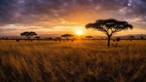 Widescreen Golden Savanna Sunset