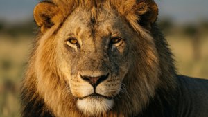 Widescreen Lion Portrait