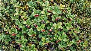 Wild Berry Patch
